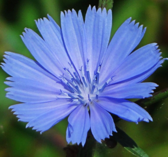 Chicory Seeds | Cichorium intybus | Bright Sky‑Blue Perennial Wildflower