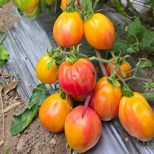 1063 Kozula 141 Tomato Seeds | Solanum lycopersicum | Midseason Productive Yellow-Pink Striped Pear Paste Tomato