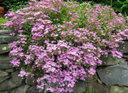 Rock Soapwort Seeds | Saponaria ocymoides | Pink Trailing Perennial Ground Cover