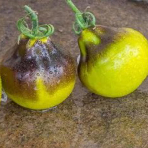 1046 Flanders Contrast Tomato Seeds | Solanum lycopersicum | Tom Wagner 2007 Indeterminate Blue Pear Tomato, 2.8-6.3 oz