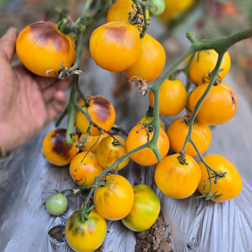 1048 Pineapple Blue Pear Tomato Seeds | Solanum lycopersicum | Tall Golden-Orange Bicolor Antho Pear Tomato, 2.1-2.8 oz