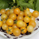 1058 White Cherry Tomato Seeds | Solanum lycopersicum | Mid-Early Tall White Cherry Tomato, 0.5 oz, Very Sweet Low-Acid