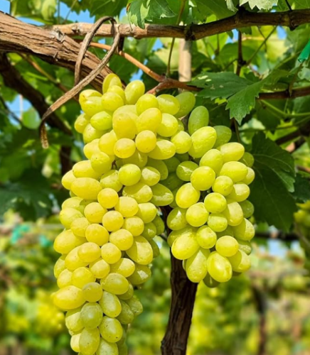 Green Table Grape Seeds | Vitis vinifera | Sweet Dessert Table Grape, Vigorous Deciduous Fruit Vine
