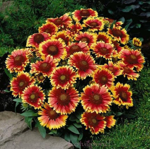 Dwarf Goblin Blanket Flower Seeds | Gaillardia aristata | Compact Native Perennial, Red‑Yellow Bicolored Blooms