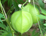 Love‑in‑a‑Puff Balloon Vine Seeds | Cardiospermum halicacabum | Fast‑Growing Annual Climbing Vine