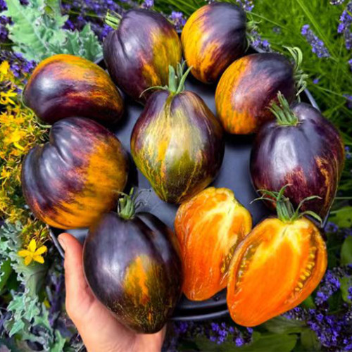 1009 Ochre Veil Tomato Seeds | Solanum lycopersicum | Mid-Early Greenhouse Ochre Antho Heart Tomato, Low-Seed