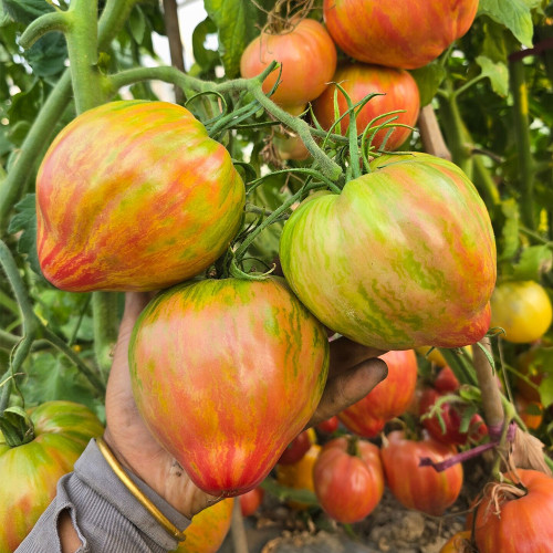 1010 Kozula 151/1 Tomato Seeds | Solanum lycopersicum | Indeterminate High-Yielding Green-Red Striped Giant Heart Tomato