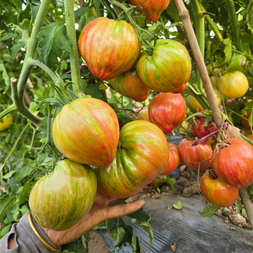 1010 Kozula 151/1 Tomato Seeds | Solanum lycopersicum | Indeterminate High-Yielding Green-Red Striped Giant Heart Tomato