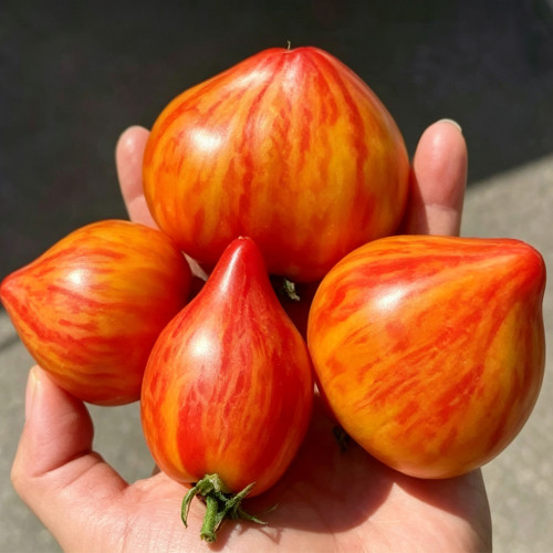 1006 Lyudmila's Dream Tomato Seeds | Solanum lycopersicum | Tall Midseason Yellow-Orange Red-Striped Heart Tomato, 7-10.6 oz