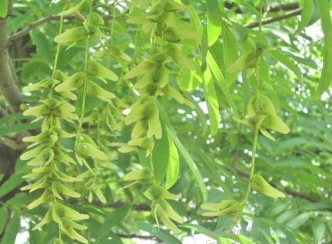 Japanese Wingnut Tree Seeds | Pterocarya rhoifolia | Rare Hardy Deciduous Ornamental Tree