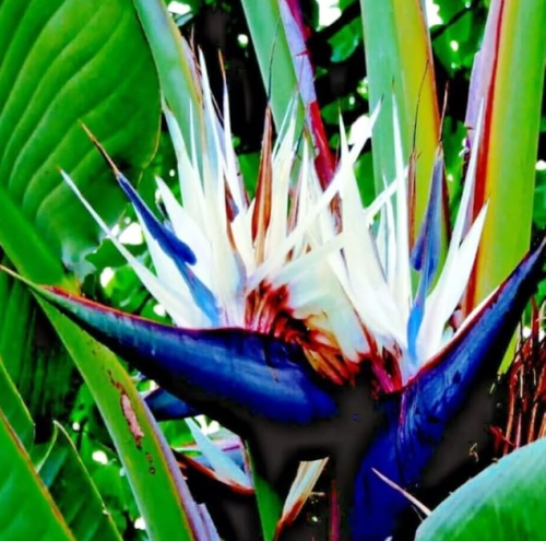 Giant White Bird of Paradise Seeds | Strelitzia nicolai | Tropical Giant Ornamental Plant