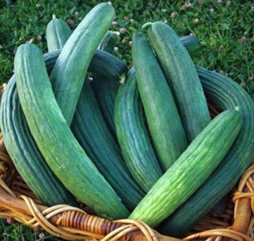 Armenian Yard‑Long Cucumber Seeds | Cucumis melo var. flexuosus | Metki Dark Green Snake Melon