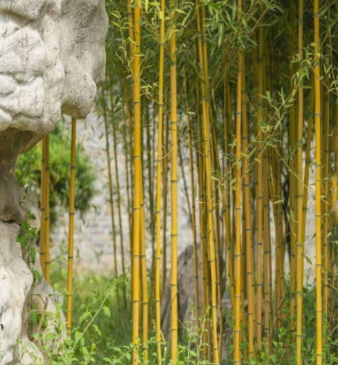 Golden Bamboo Seeds | Phyllostachys aurea | Cold‑Hardy Yellow Crookstem Bamboo