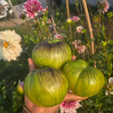1005 Kaleidoscope Tomato Seeds | Solanum lycopersicum | Unstable Heart Tomato from Fairyland Goddess Cross, 7-10.6 oz