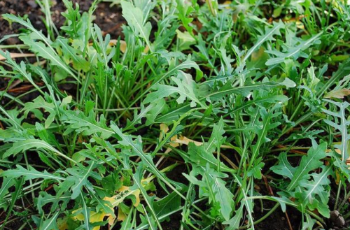 Wild Arugula Herb Seeds | Diplotaxis tenuifolia | Perennial Wild Rocket Salad Greens, Spicy Peppery Flavor