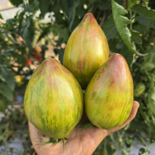 953 Moonlight Lover Tomato Seeds | Solanum lycopersicum | New Indeterminate Green-Striped Elongated Heart Tomato, 5-10 oz
