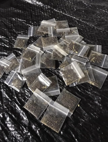Carpet Bugleweed Seeds | Ajuga reptans | Hardy Creeping Perennial Ground Cover
