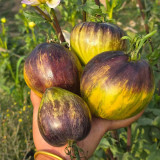 1000 Fiery Green Comet F6 Tomato Seeds | Solanum lycopersicum | Semi-Stable Greenhouse Midseason Green-Yellow Antho Heart Tomato, 7-17.6 oz