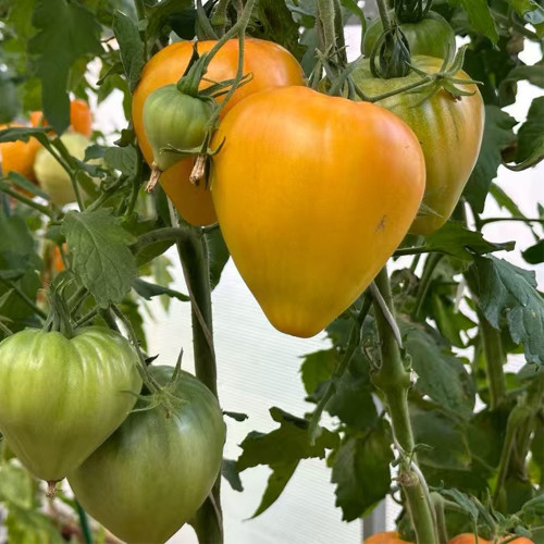 965 Bird Beak Bi-Color Tomato Seeds | Solanum lycopersicum | Midseason Orange-Pink Heart Tomato with Marbled Flesh, up to 21 oz