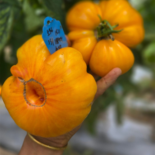 994 Jason 18/1 Striped Tomato Seeds | Solanum lycopersicum | Indeterminate Large Golden Striped Tomato, 12-21 oz