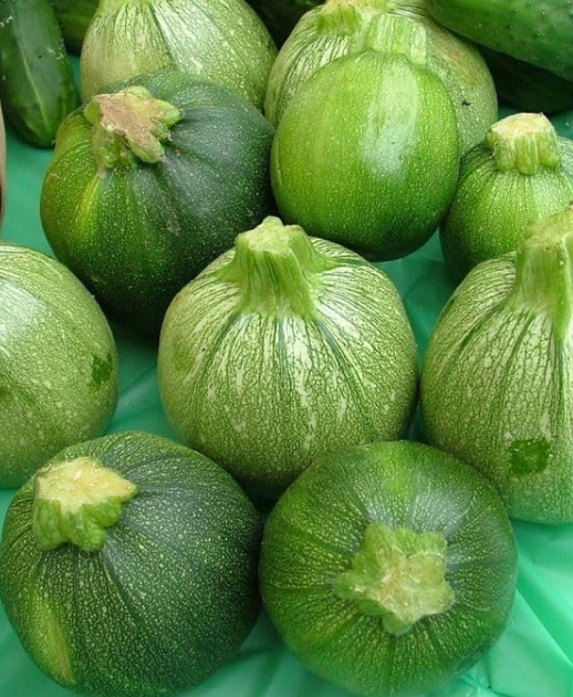 Round Zucchini Summer Squash-Non GMO-Open Pollinated-Organic
