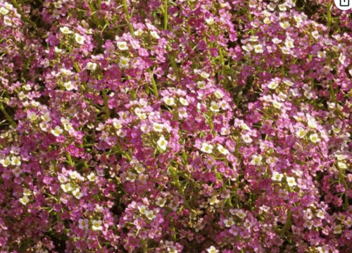 Pink Sweet Alyssum Seeds | Lobularia maritima | Dwarf Fragrant Ground Cover Flower, Pink‑White Mixed Blooms