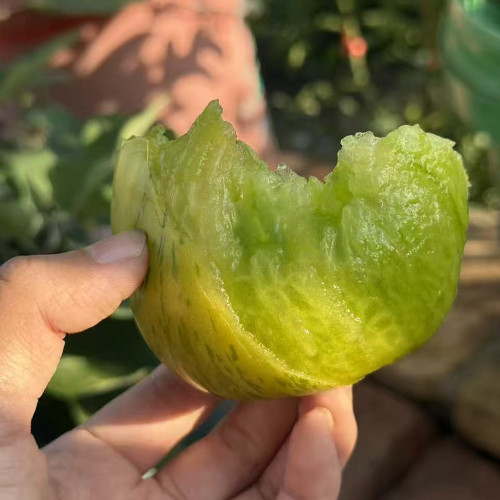 1066 Touquet Vert Tomato Seeds | Solanum lycopersicum | Tom Wagner Red-Green Striped Juicy Tomato