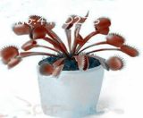 Giant Red Venus Flytrap Seeds | Dionaea muscipula | Carnivorous Insectivorous Plant, Red Traps