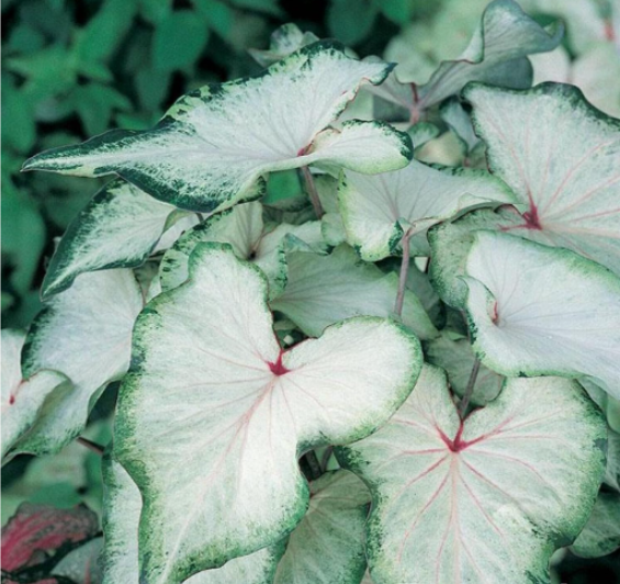 White Wing Caladium Bulbs | Caladium bicolor | Stunning White‑Centered Foliage with Green Ruffled Edges, Red Veins