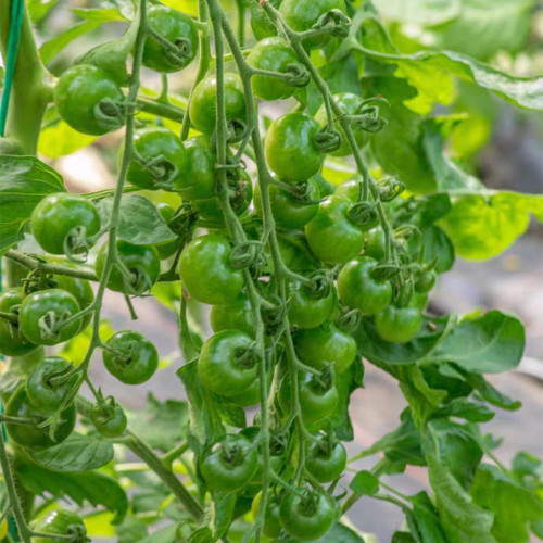 990 Green Doctors Tomato Seeds | Solanum lycopersicum | Indeterminate Green Cherry Tomato, Sweet Juicy Flavor, Heavy Yield