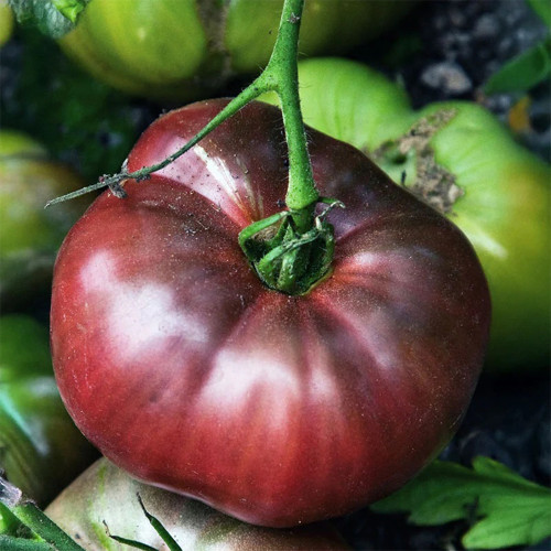 499 Heirloom Cherokee Purple Tomato Seeds | Solanum lycopersicum | Classic Purple-Black Beefsteak Tomato, 7-12 oz