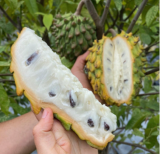 Rare Rollinia Biriba Seeds | Rollinia deliciosa | Organic Fresh Tropical Fruit Seeds
