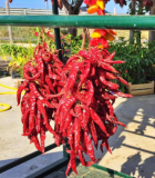 Big Jim Hatch Chile Pepper Seeds | Capsicum annuum | Medium Heat Heirloom Open‑Pollinated