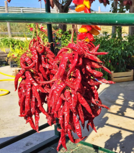 Big Jim Hatch Chile Pepper Seeds | Capsicum annuum | Medium Heat Heirloom Open‑Pollinated