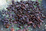 Pawpaw Tree Seeds | Asimina triloba | Pre‑Stratified Native North American Fruit Tree