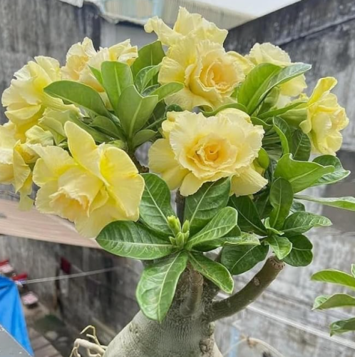 Double Yellow Desert Rose Live Plant | Adenium obesum | Succulent Bonsai With Gorgeous Double Yellow Blooms