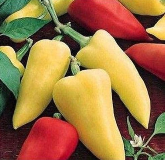 Romanian Sweet Pepper Seeds | Capsicum annuum | Sweet Mild Flavor, Pointed Elongated Fruits