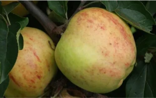 Gravenstein Apple Seeds | Malus domestica | Heirloom Early‑Season Apple, Yellow‑Blush Red Skin, Crisp Juicy Fruit