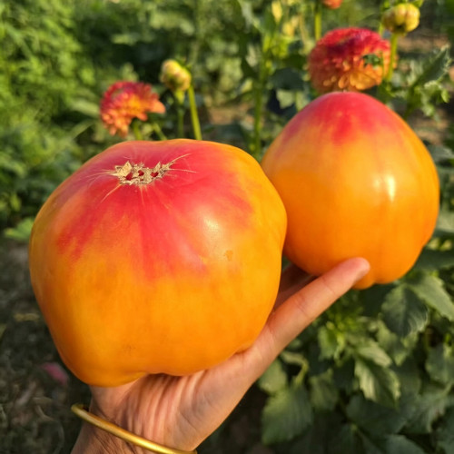 997 Amber Scallop Tomato Seeds | Solanum lycopersicum | Midseason Indeterminate Giant Amber Bi-Color Heart Tomato