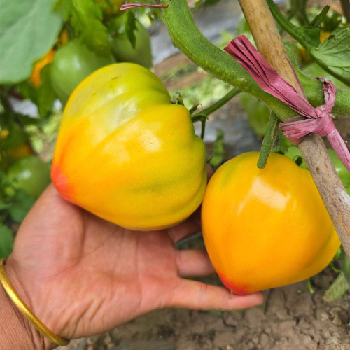 986 Fairy Rainbow Tomato Seeds | Solanum lycopersicum | Midseason Tall Bi-Color Elongated Heart Tomato, Sweet Aromatic Flavor