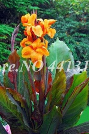 Orange Bronze‑Leaf Canna Lily Seeds | Canna indica | Bright Orange Blooms