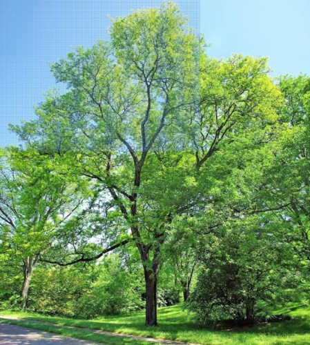 Thornless Honey Locust Tree Seeds | Gleditsia triacanthos var. inermis | Ornamental Shade Tree