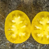 1036 Dwarf Lemon Ice Tomato Seeds | Solanum lycopersicum | Compact Dwarf Lemon-Yellow Heart Tomato, 4-6 oz