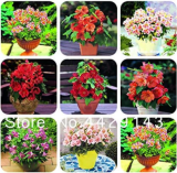 Mixed Peruvian Princess Lily Seeds | Alstroemeria hybrida | Colorful Perennial Cut‑Flower
