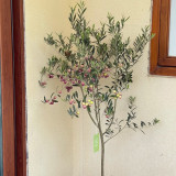 Olive Tree Seeds | Olea europaea | Mediterranean Evergreen Fruit Tree with Silver-Green Foliage