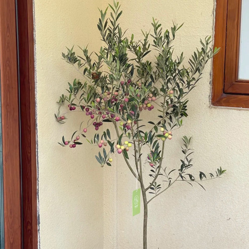 Olive Tree Seeds | Olea europaea | Mediterranean Evergreen Fruit Tree with Silver-Green Foliage