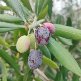 Olive Tree Seeds | Olea europaea | Mediterranean Evergreen Fruit Tree with Silver-Green Foliage