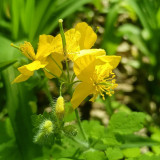 Greater Celandine Seeds | Chelidonium majus | Yellow-Flowering Herbaceous Perennial Wildflower