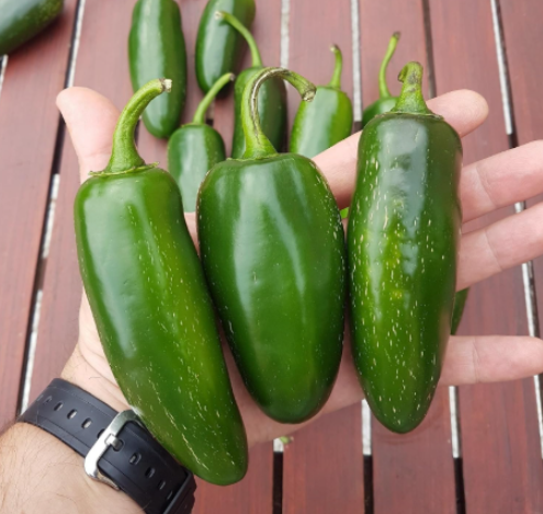 Mammoth Jalapeno Hot Pepper Seeds | Capsicum annuum | Rare Large‑Fruited Jalapeno