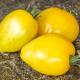 1036 Dwarf Lemon Ice Tomato Seeds | Solanum lycopersicum | Compact Dwarf Lemon-Yellow Heart Tomato, 4-6 oz